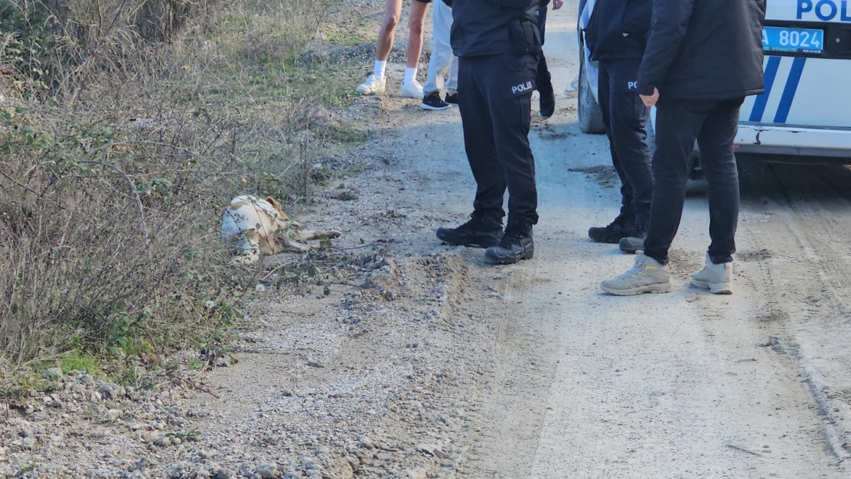 Kastamonu’da dehşet veren olay: 10 köpeği uyuşturup araziye attılar