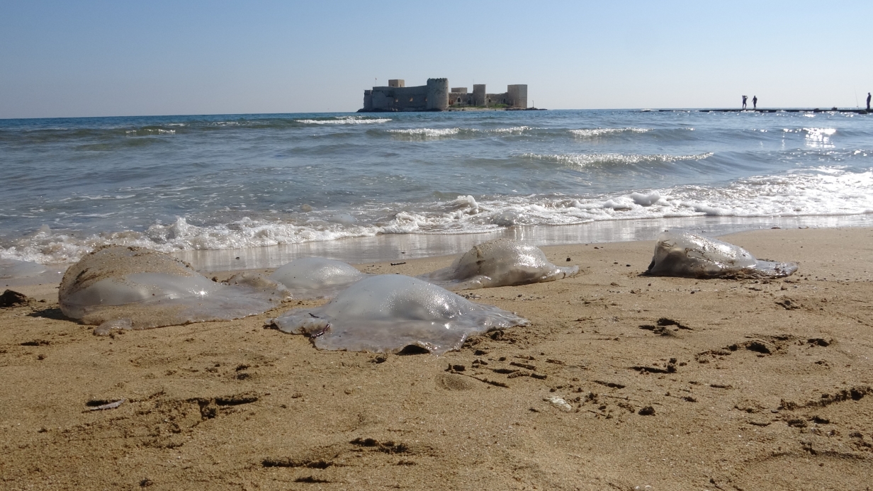 Akdeniz kıyılarını denizanaları bastı: Kızkalesi sahiline yüzlercesi vurdu