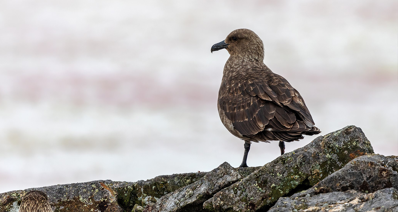 Antarktika’da ilk kez kuş gribi tespit edildi