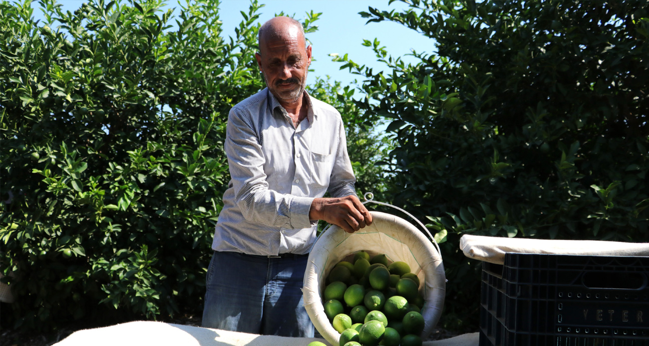Adanalı çiftçiler yeşillenme hastalığına karşı teyakkuzda