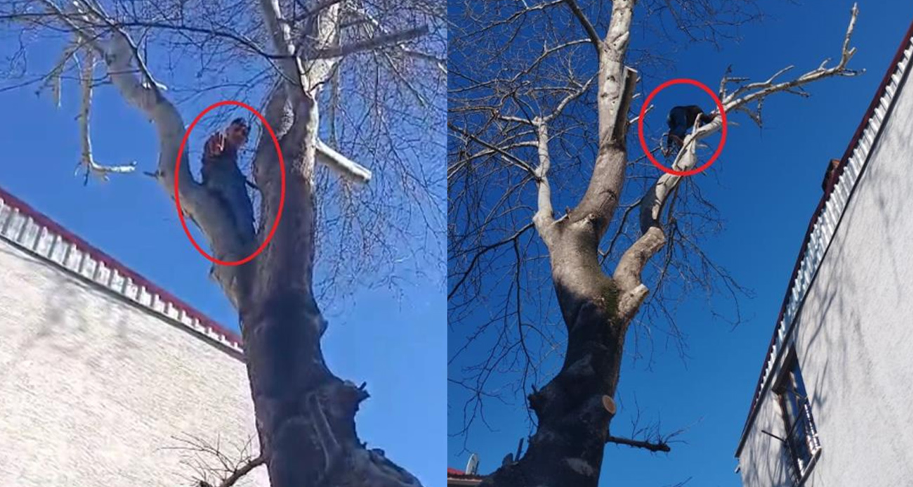 Ağaca çıkan maymun değil hırsız... Çıktığı ağaçta polise el salladı