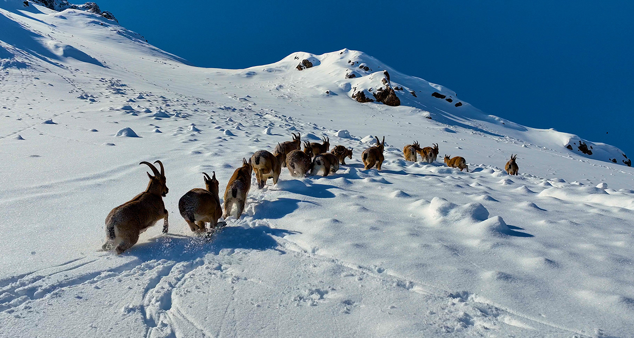 Karlı dağları aşarak göç yoluna koyulan yaban keçileri belgesel tadında görüntü oluşturdu