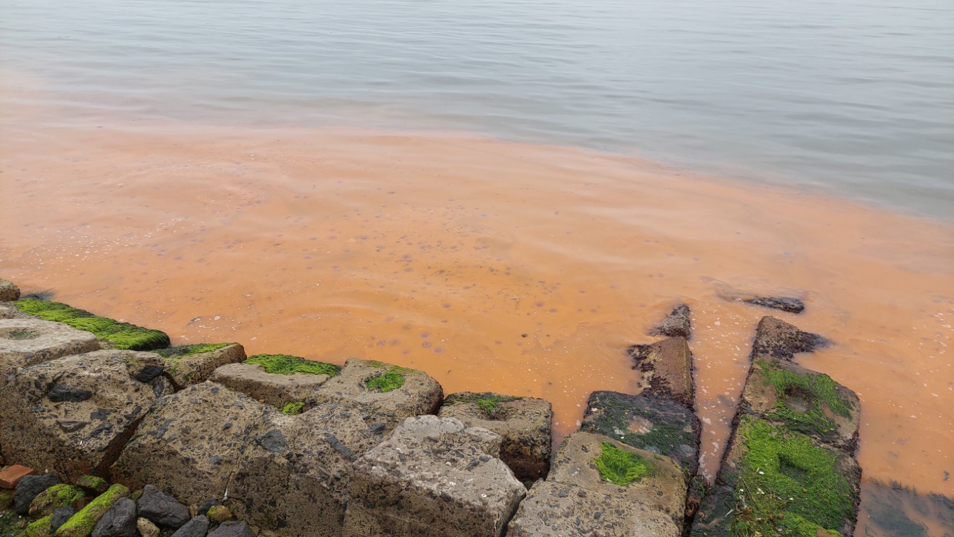 Denizde turuncu renk ve denizanası istilası yayılıyor: 1 haftada 2 kat arttı