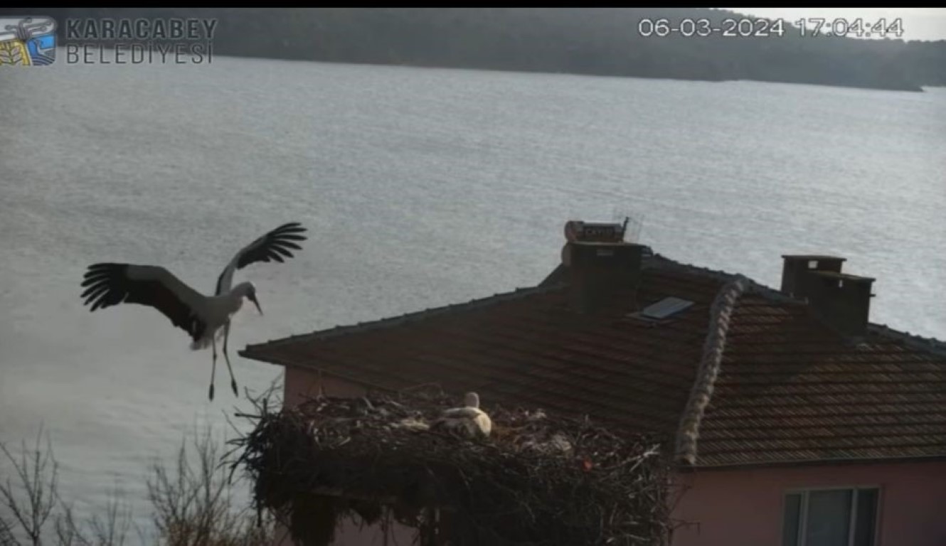 Belgesellere konu olan Yaren’in ardından eşi Nazlı da balıkçı Adem Amca’nın yanına geldi