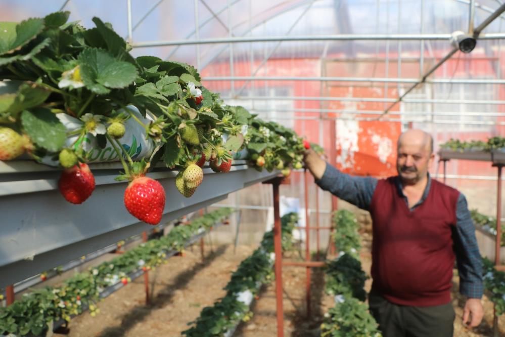 60 metrekarelik serada deneme amaçlı çilek eken depremzede çiftçi, mahsul almayı başardı