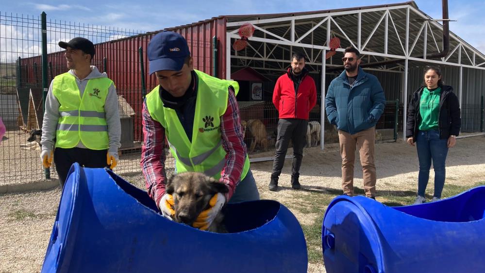 Ankaralı hayvansever engelli köpekleri varilden yapılan trenle gezdiriyor