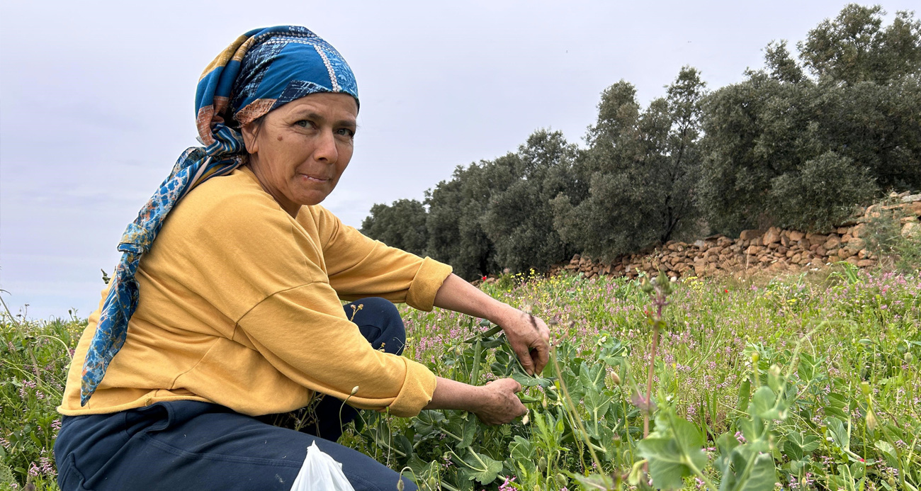 Deprem bölgesinde bezelyede hasat başladı