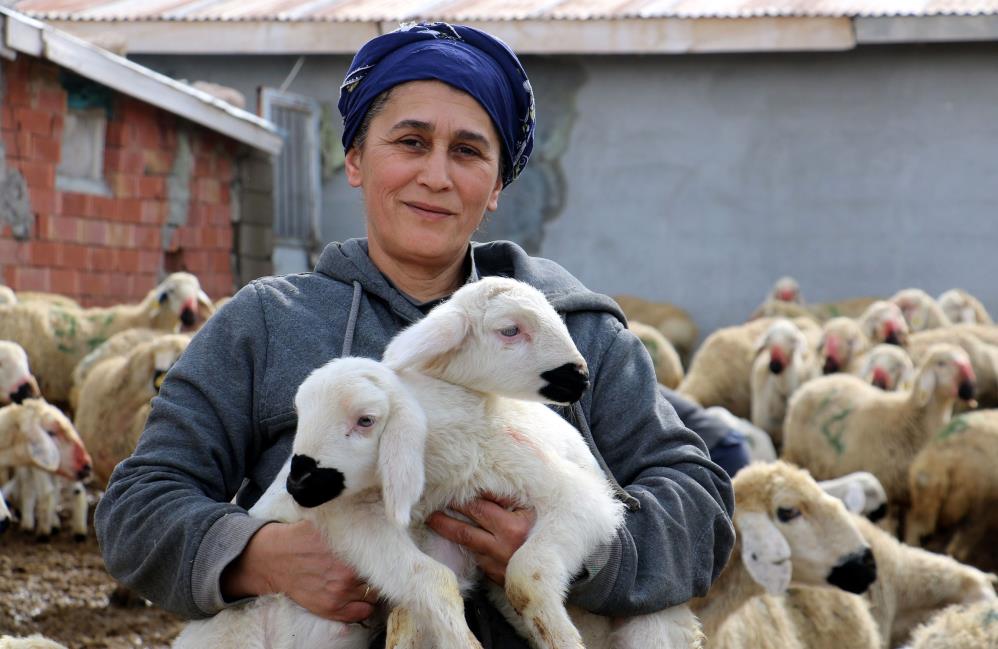 Erzincan’da koyun ve kuzuların coşkulu buluşması