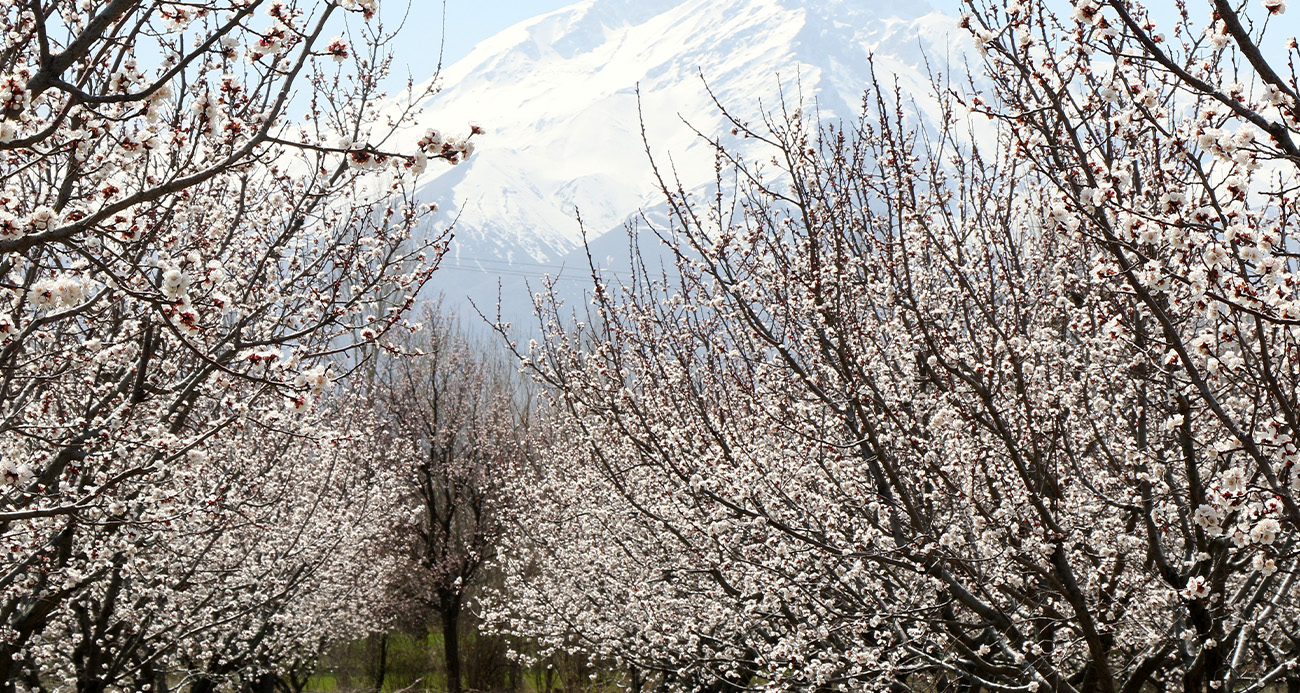 Çiçek açan ağaçların görselliği mest etti