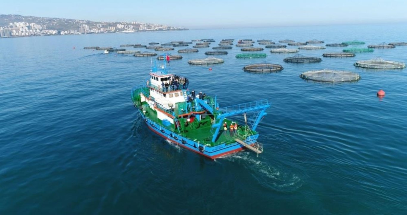 Karadeniz Somonu ihracatına ’Göl somonu’ darbesi