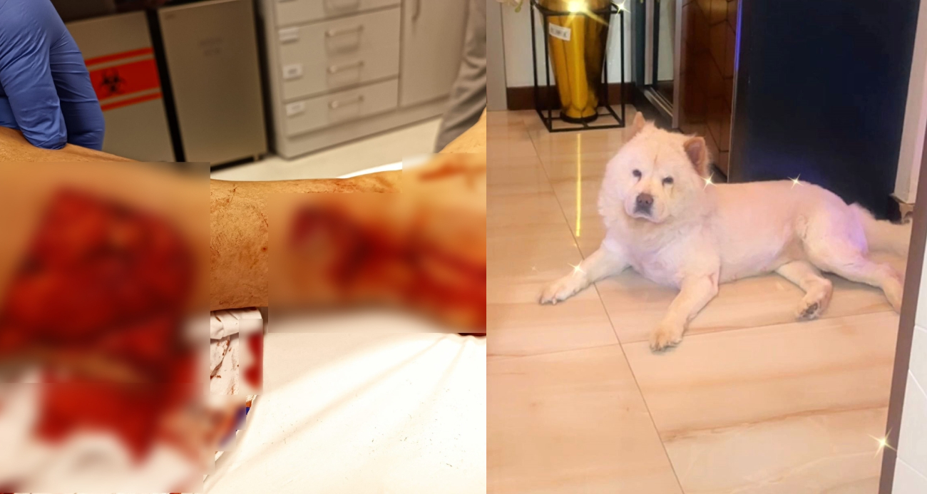 Çin Aslanı evdeki diğer köpekten sahibini kıskanarak bacağını parçaladı