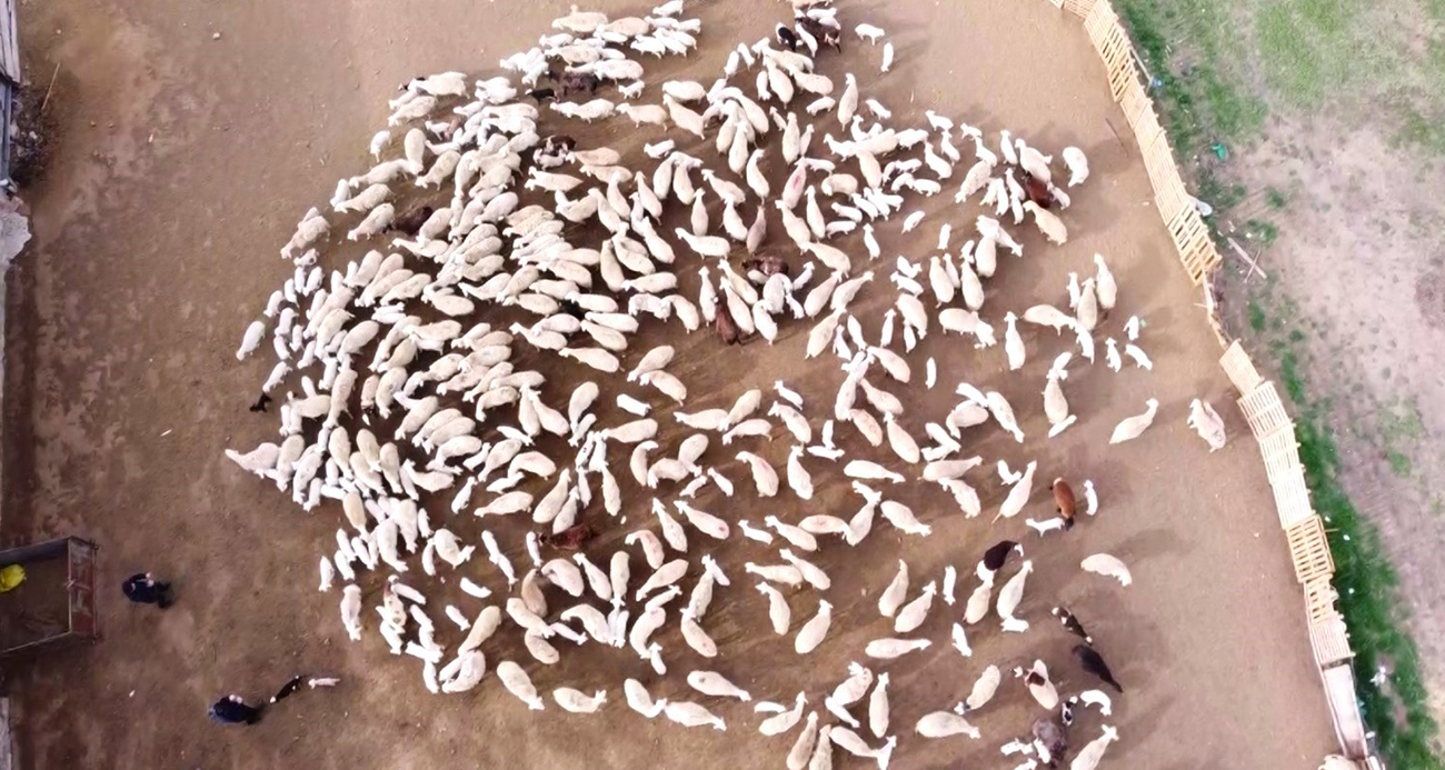 Yürekleri ısıtan görüntü, kuzular annelerine böyle koştu