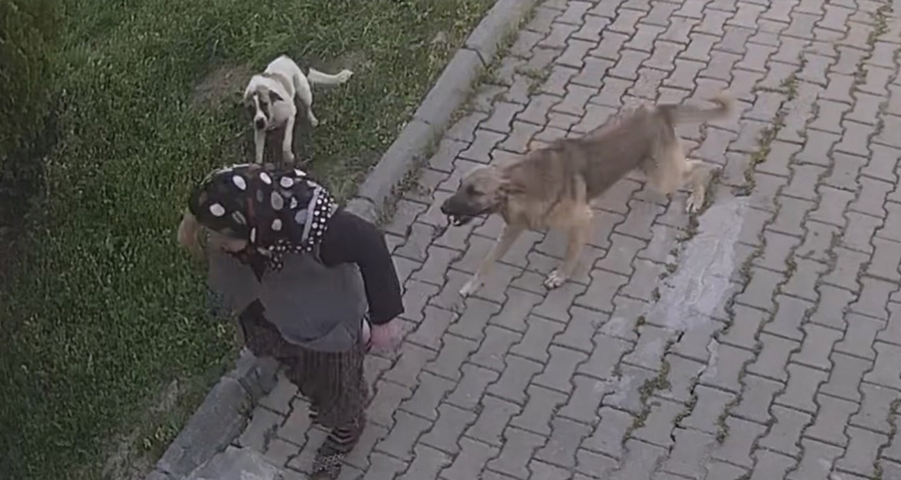 Başıboş köpek dehşeti kamerada: Yaralanan kadın tanınmaz hale geldi