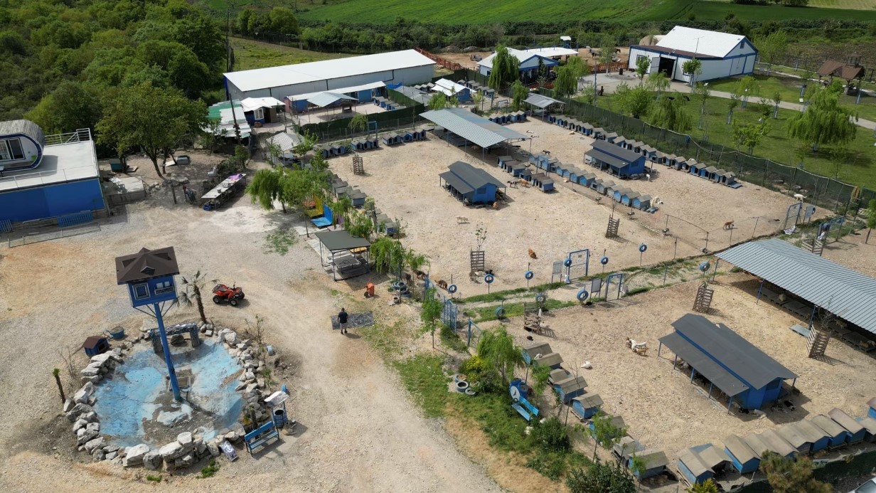 Hevesle alınıp bakımı zor gelince terk edilen cins köpekler yuva arıyor