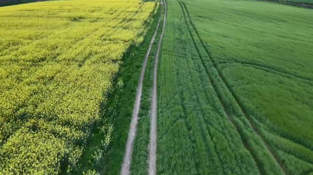 Tekirdağ’da sarı bahar