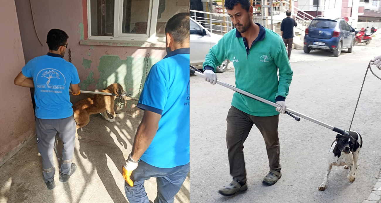 Hatay’ın Defne ilçesinde büyükbaş hayvanlara saldıran köpeğin kuduz olduğunun tespit edilmesinin ardından 2 mahalleye hayvan giriş ve çıkışı yasaklandı.