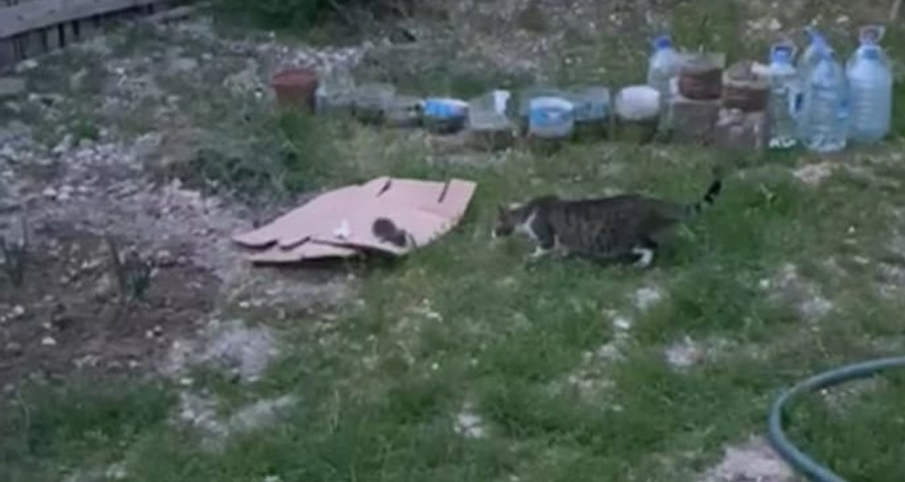  Malatya’nın Yeşilyurt ilçesinde ağaca sıkışan yavru kedi yaklaşık 2 saat süren bir çalışmanın ardından kurtarıldı.