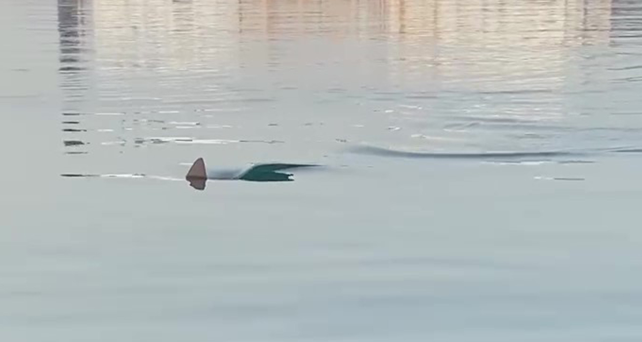 Köpek balığını görüntüleyen amatör balıkçının yaşadığı heyecan kameraya yansıdı