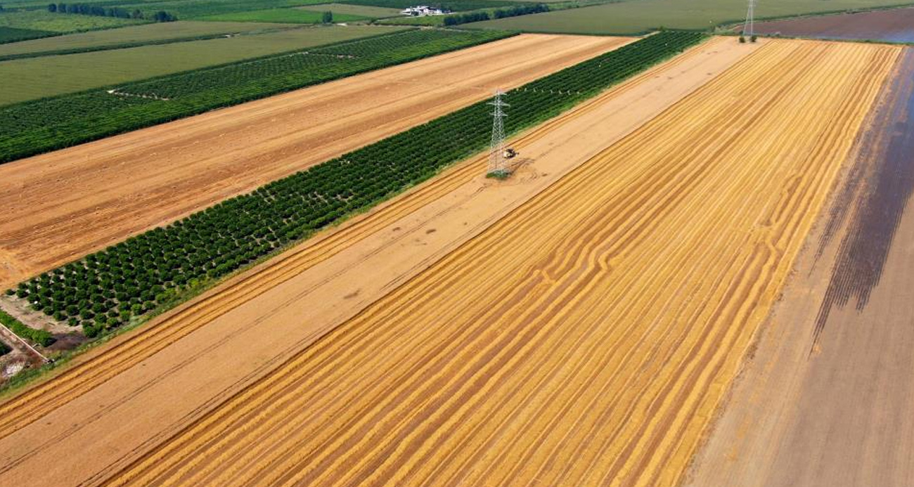 Adana’da stratejik öneme sahip buğdayda hasat yaklaşırken üreticiler bir an önce fiyatların açıklanmasını bekliyor. Üreticiler ayrıca buğdayda bu sene verimi yüksek beklediklerini söyledi.