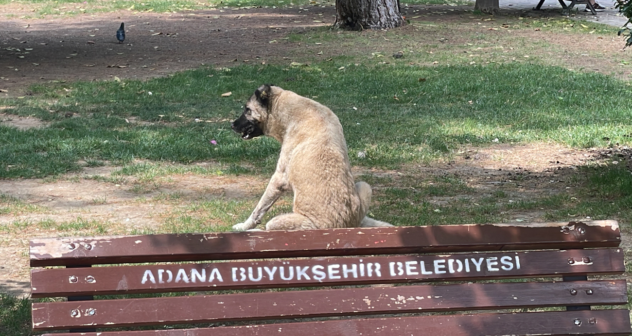 Adana sokaklarında yaklaşık 200 bin köpek var