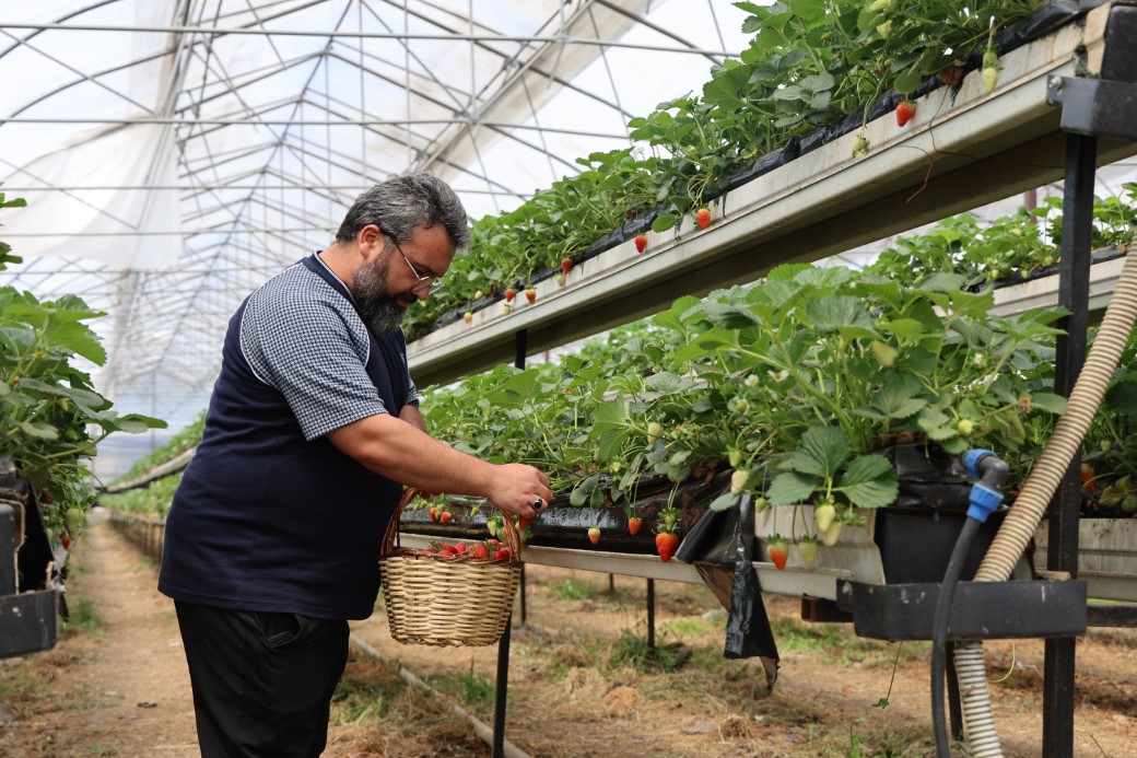 İstedikleri kadar topluyorlar