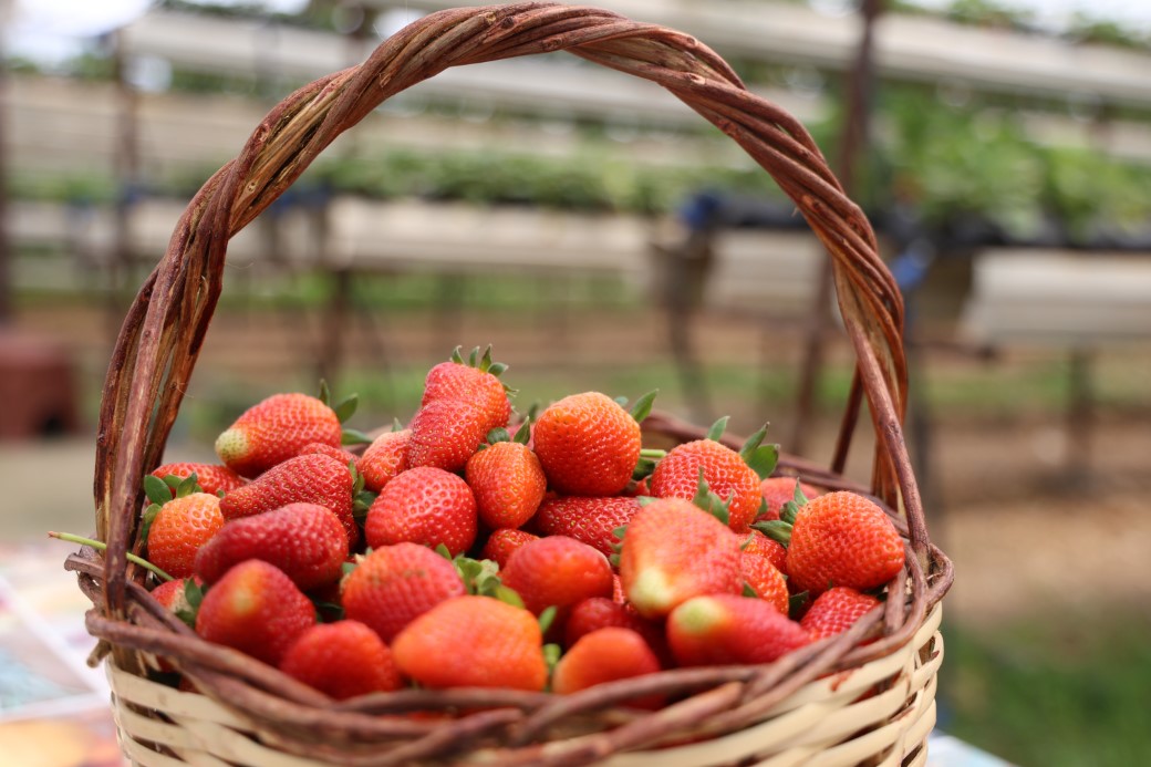 İstedikleri kadar topluyorlar
