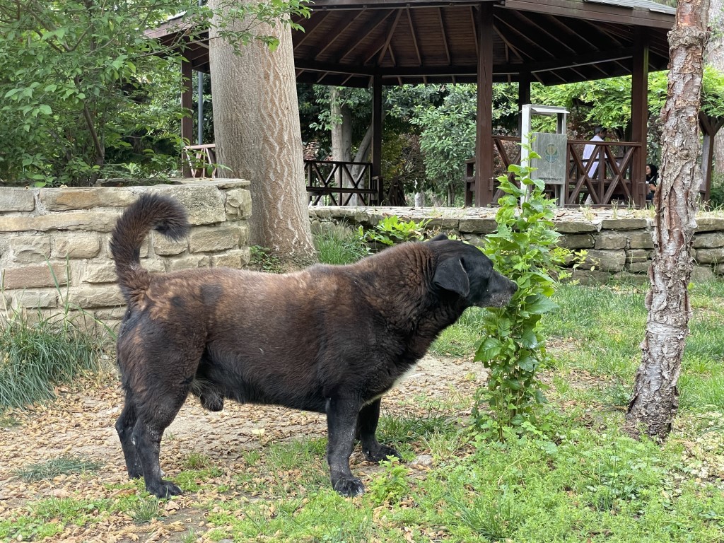 Adana sokaklarında yaklaşık 200 bin köpek var