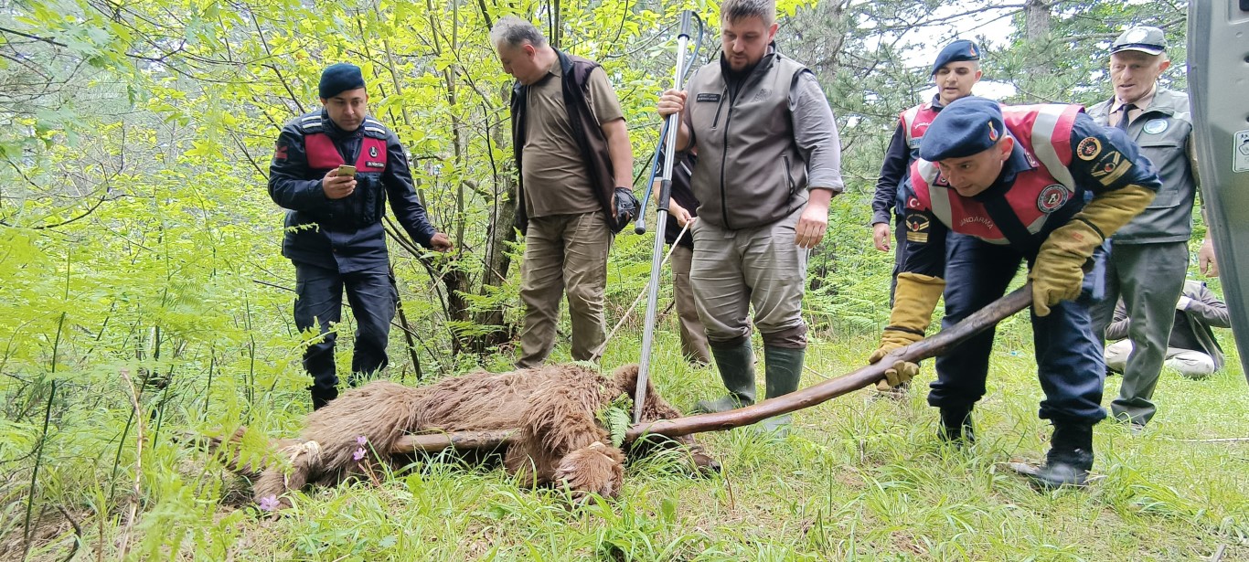 Uludağ’da yaralı ayı seferberliği