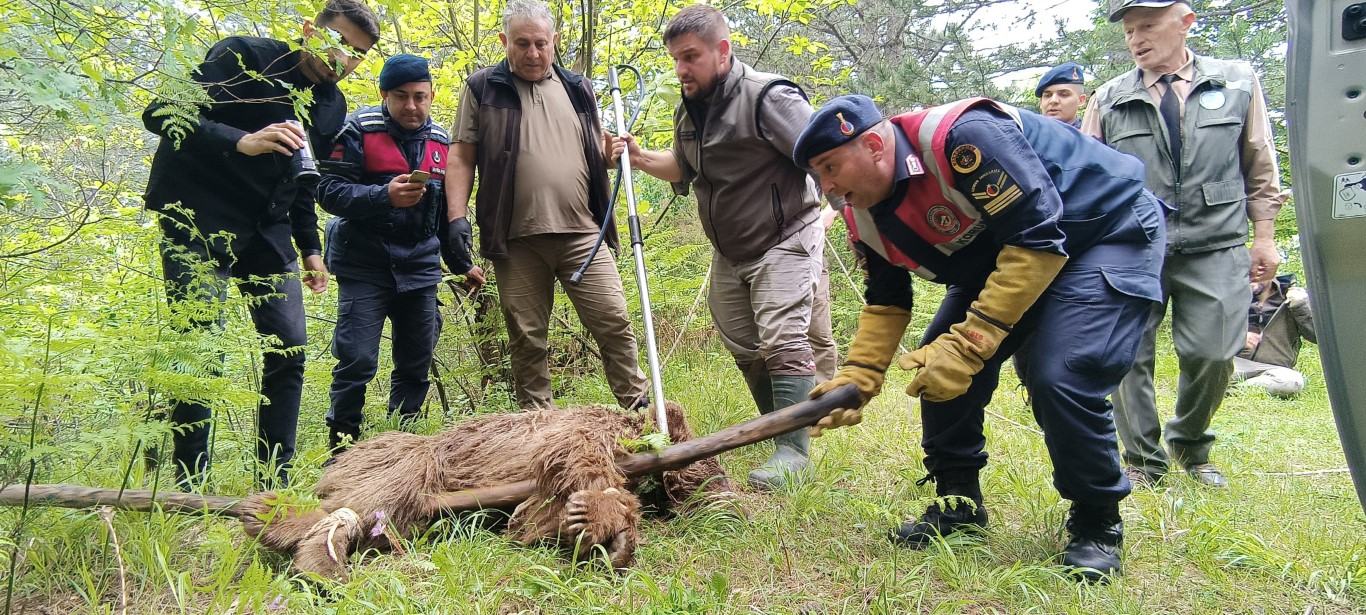 Uludağ’da yaralı ayı seferberliği