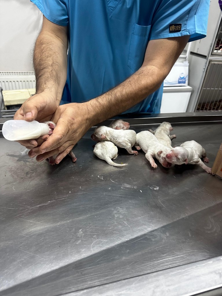 Çöp konteynerine atılan çuvaldan 6 köpek yavrusu çıktı