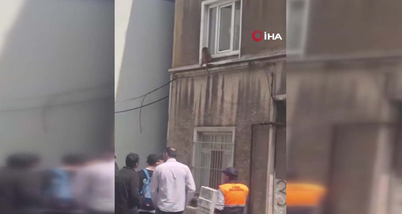 İstanbul Fatih’te bir evin penceresine çıkan maymun, vatandaşların dikkatini çekti. Maymunu görenler cep telefonlarıyla görüntüsünü çekerken, bazıları ise yakalamaya çalıştı.