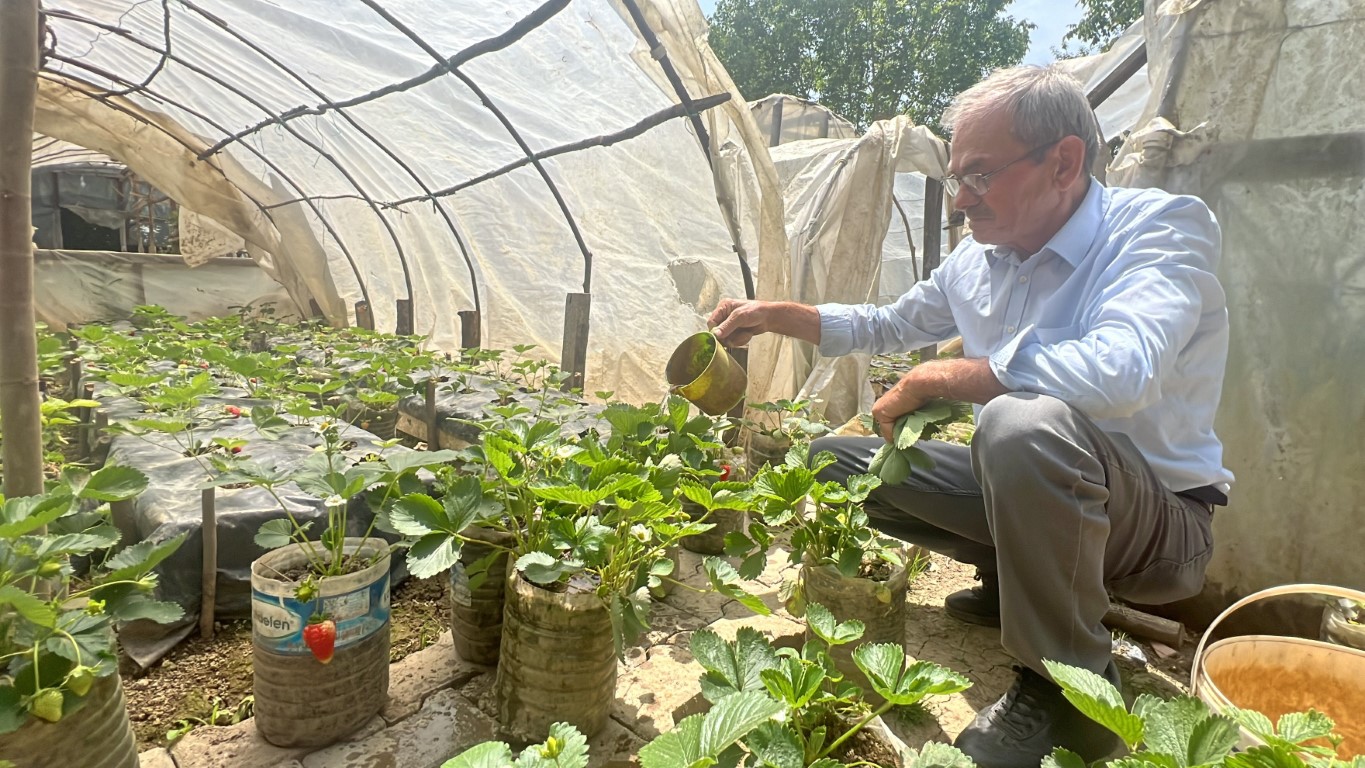 Hobi amaçlı başladığı çilek yetiştiriciliği emekli madencinin  gelir kapısı oldu