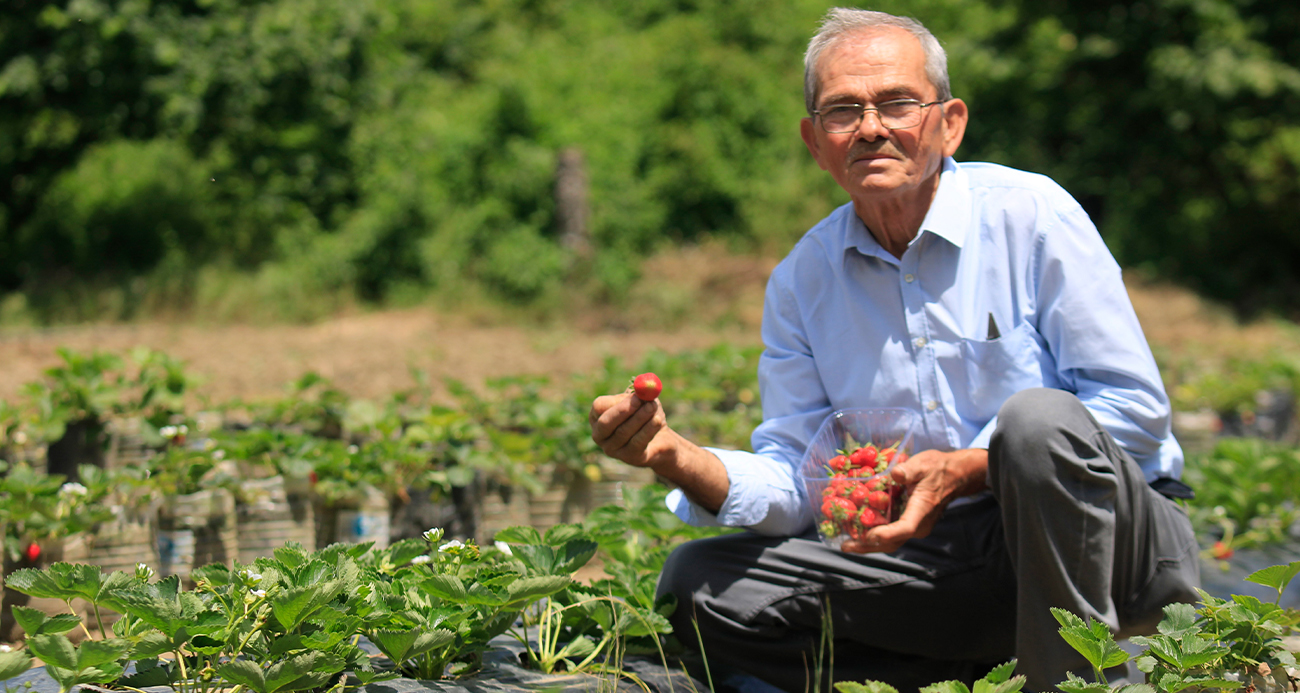 Hobi amaçlı başladığı çilek yetiştiriciliği emekli madencinin  gelir kapısı oldu