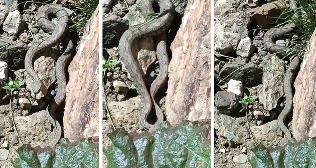 Van’da Türkiye’nin en zehirli yılanı görüldü