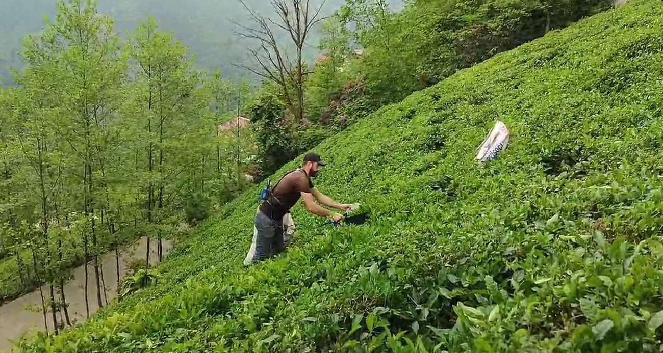 ÇAYKUR’a organik tarım tepkisi