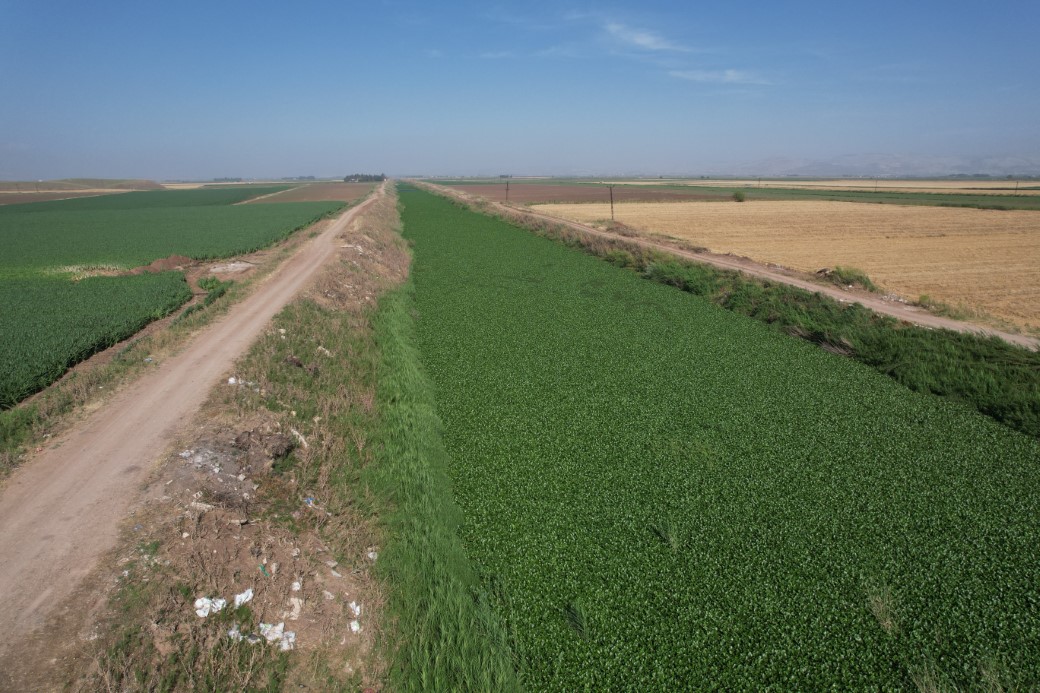 İstilacı su sümbülleri, Asi Nehri’ni adeta görülmez hale getirdi