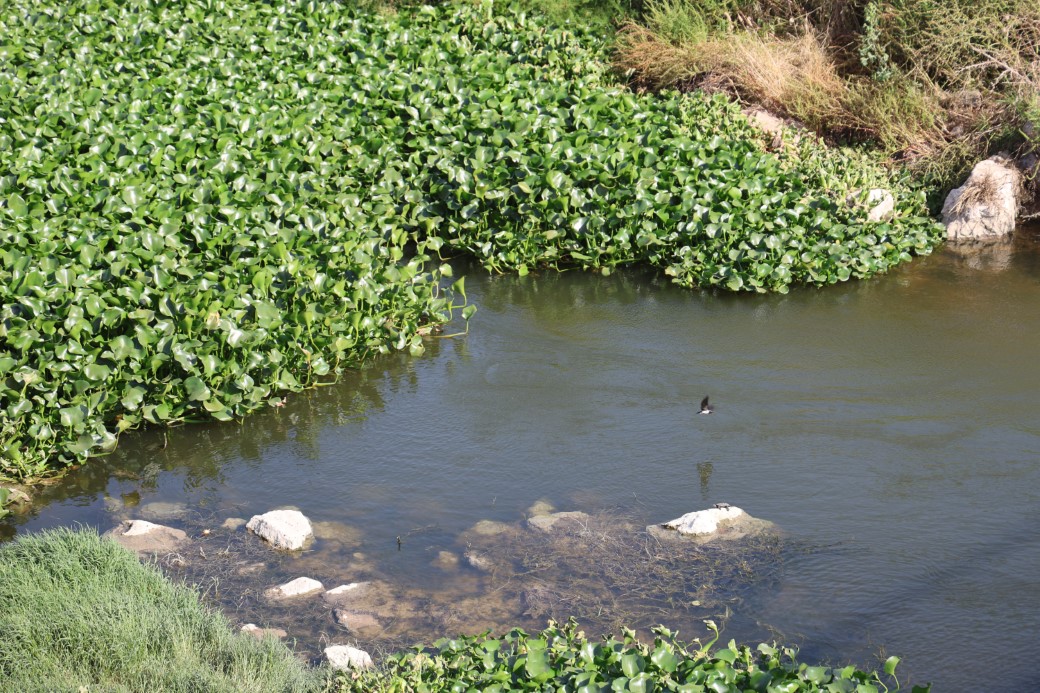 İstilacı su sümbülleri, Asi Nehri’ni adeta görülmez hale getirdi