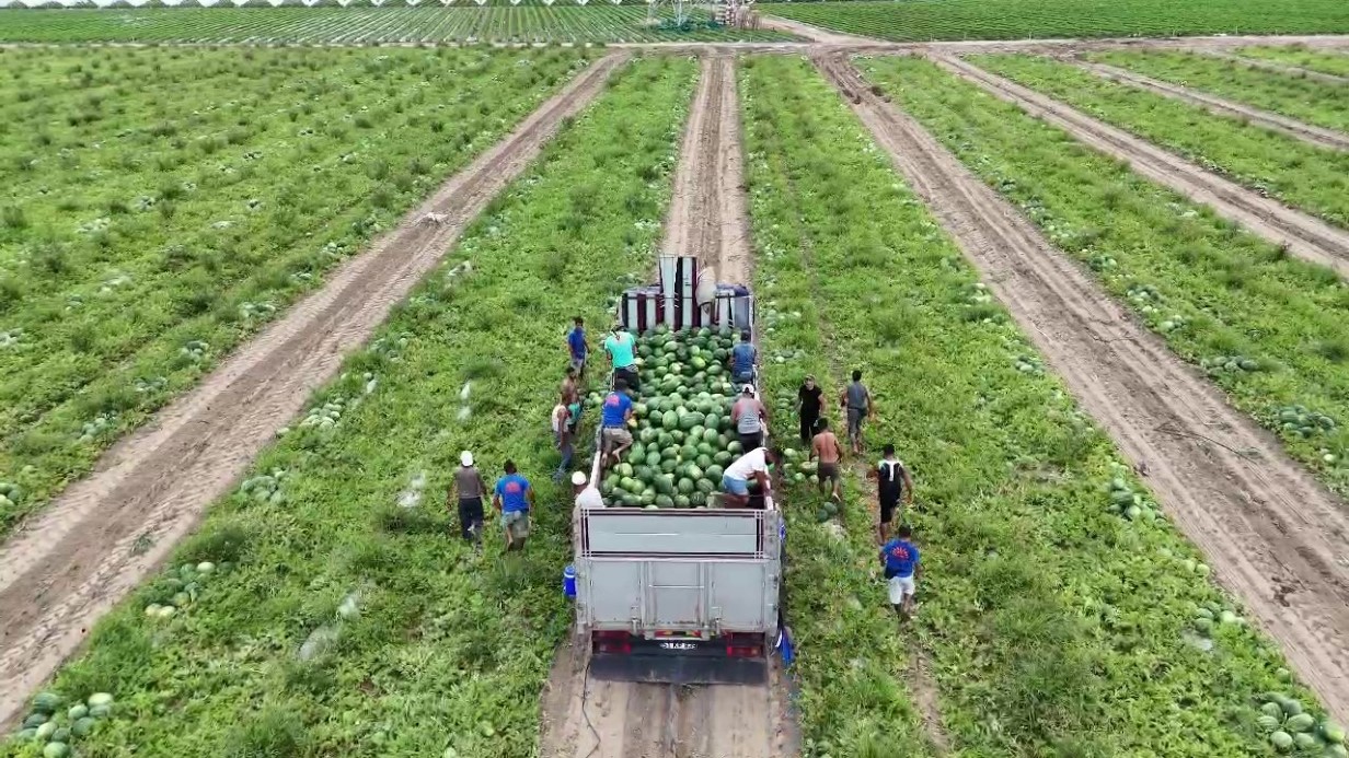 Almanya ve Rusya başta olmak üzere yurt dışına ihraç edilen erkenci karpuz, depremzede çiftçinin yüzünü güldürdü