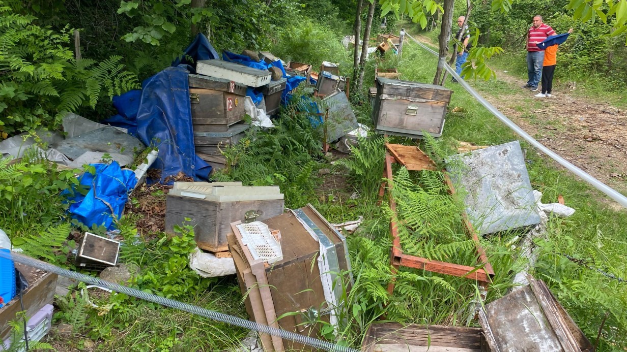 Elektrikli çitleri aşarak kovalarını parçalayan ayıya