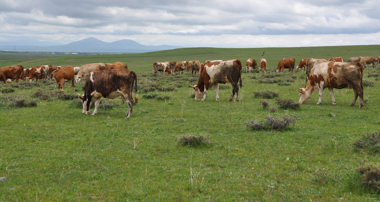 Kars’ta uzmanlardan kurban seçimi uyarısı