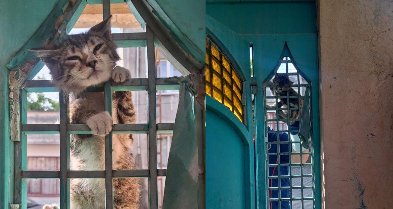 Kafasını demir kapıya sıkıştıran kediyi itfaiye ekipleri kurtardı