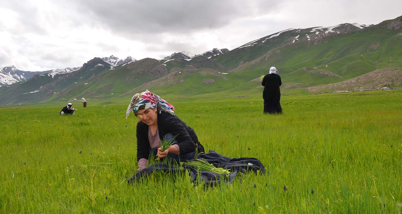 Şırnak’ta ’sirik’ otu için 200 kilometre yol gidiyorlar