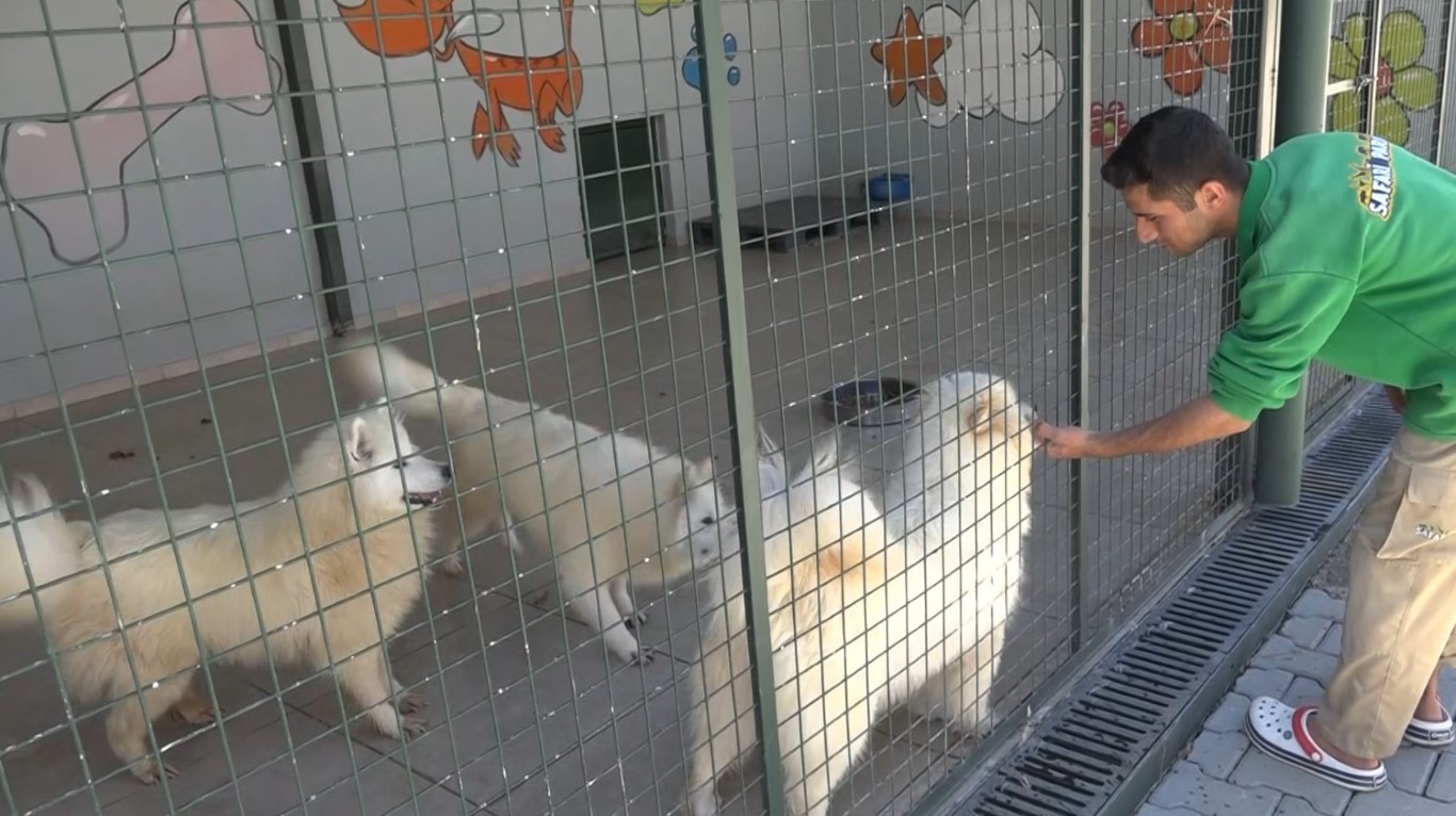 Türkiye’de gündem olan köpek sorununa Gaziantep’te örnek çözüm