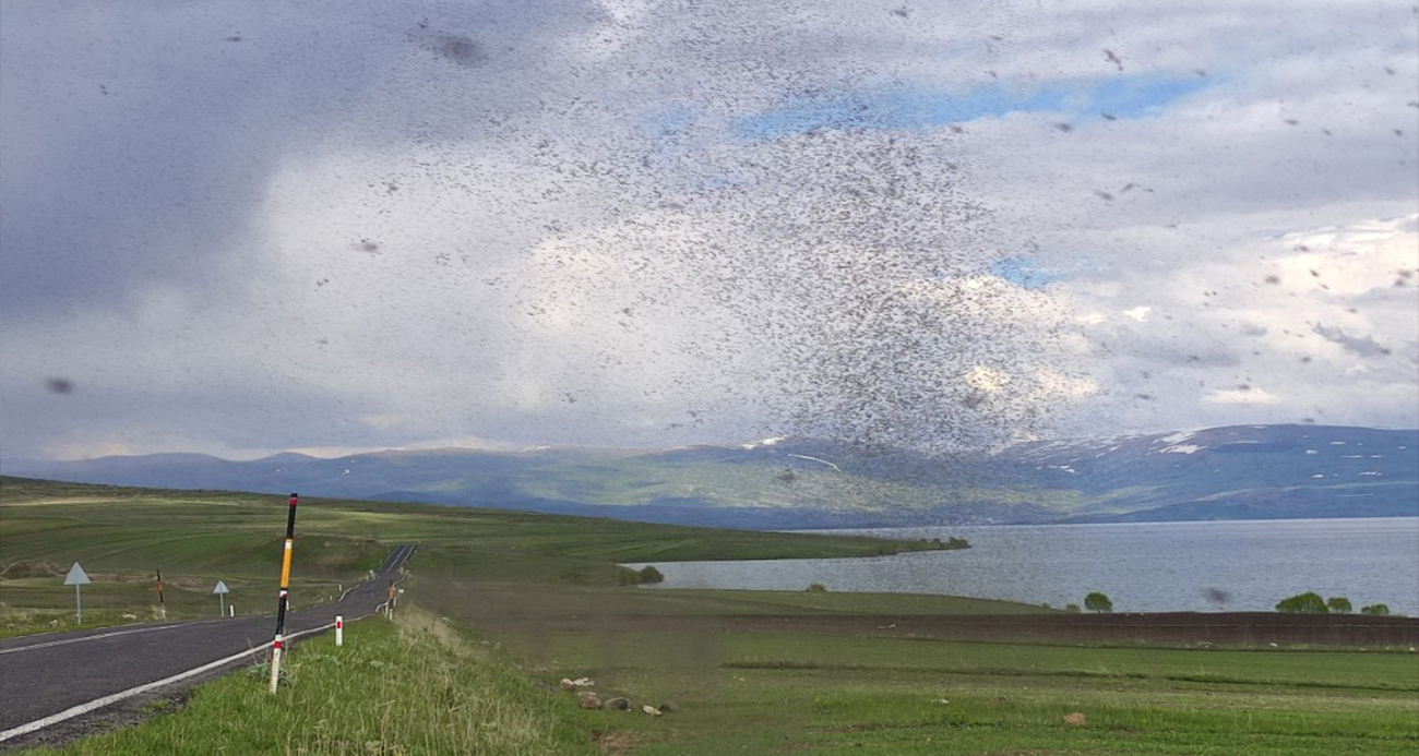 Çıldır Gölü’nü milyonlarca ’göl sineği’ sardı