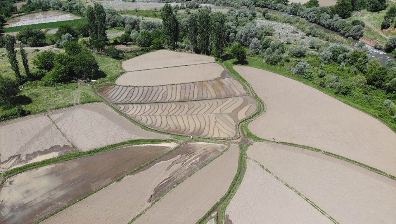Bitlis’te imece usulü çeltik ekimi başladı