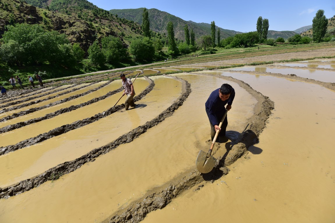 Bitlis’te imece usulü çeltik ekimi başladı
