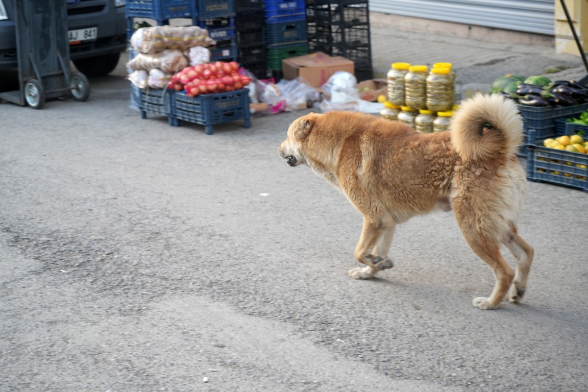 Köpeğin saldırdığı çocuk duvardan atlayarak bacağını kırdı