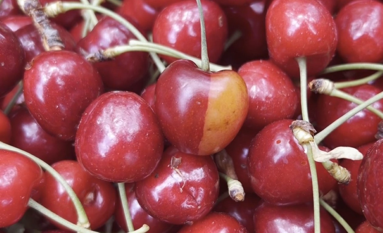Fenerbahçeli kiraz üreticisi Tahsin Ateş: