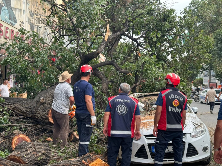 Iğdır’da faciadan dönüldü: Asırlık ağaç aracın üzerine devrildi