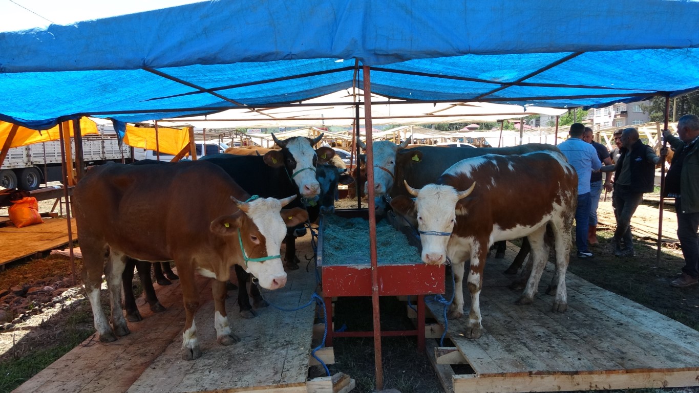 Kurban pazarlarında sıkı pazarlıklar başladı